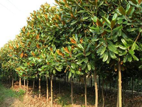 干貨：老經驗！喬木移栽保證成活的12大方法！