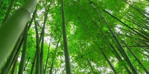 你知道樹(shù)木在園林綠化中的分類(lèi)嗎？