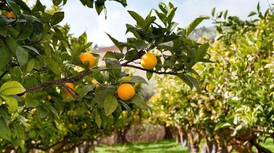 園林綠化提倡多樣性，未來這類苗木必將大火！