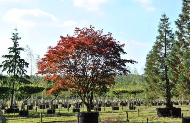 干貨 | 園林綠化種植技術(shù)17問(wèn)，園林人必須掌握