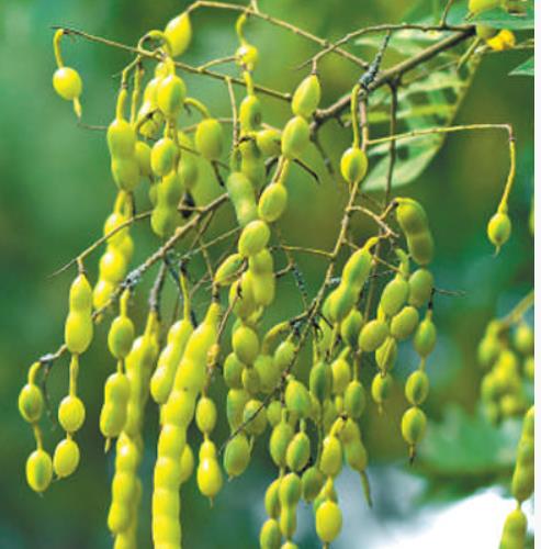 行道樹如何為城市增綠給生活添彩？