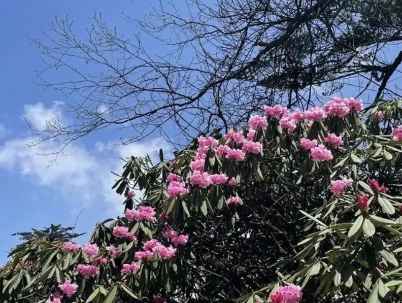 為什么說鄉(xiāng)土性是特色園林之魂？