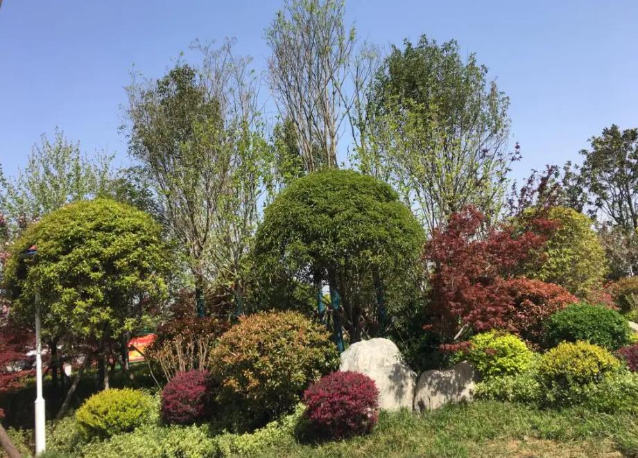 春季氣溫開始回升，襄陽園林綠化公司做好這些養(yǎng)護(hù)舉措，苗木來年存活好，長枝快