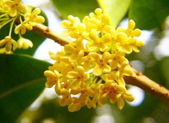 園林綠化zui愛的10種“花香之樹”！